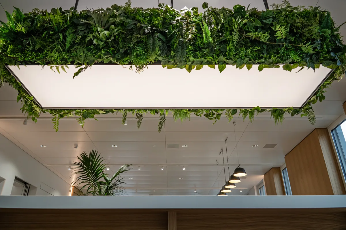 Viel Licht, helle Farben und echte Pflanzen an Wänden und Deckenleuchten: Die ZKB-Filiale in Wetzikon orientiert sich am neuen Filialkonzept der Bank. Blick ins Innere der neuen ZKB-Filiale in Wetzikon. Man sieht eine Leuchte, die von echten Pflanzen umrahmt ist.